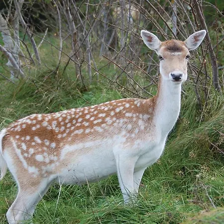Vestermarken Iv Ferienhaus *
