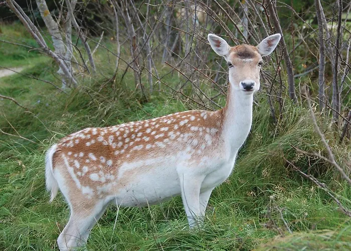 Vestermarken Iv Ferienhaus *